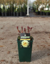 PAEONIA itoh BARTZELLA - Pivoine En pot de 4-5 litres forme buisson