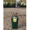 PAEONIA itoh BARTZELLA - Pivoine En pot de 4-5 litres forme buisson