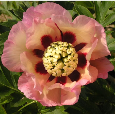 PAEONIA itoh PASTEL SPLENDOR - Pivoine