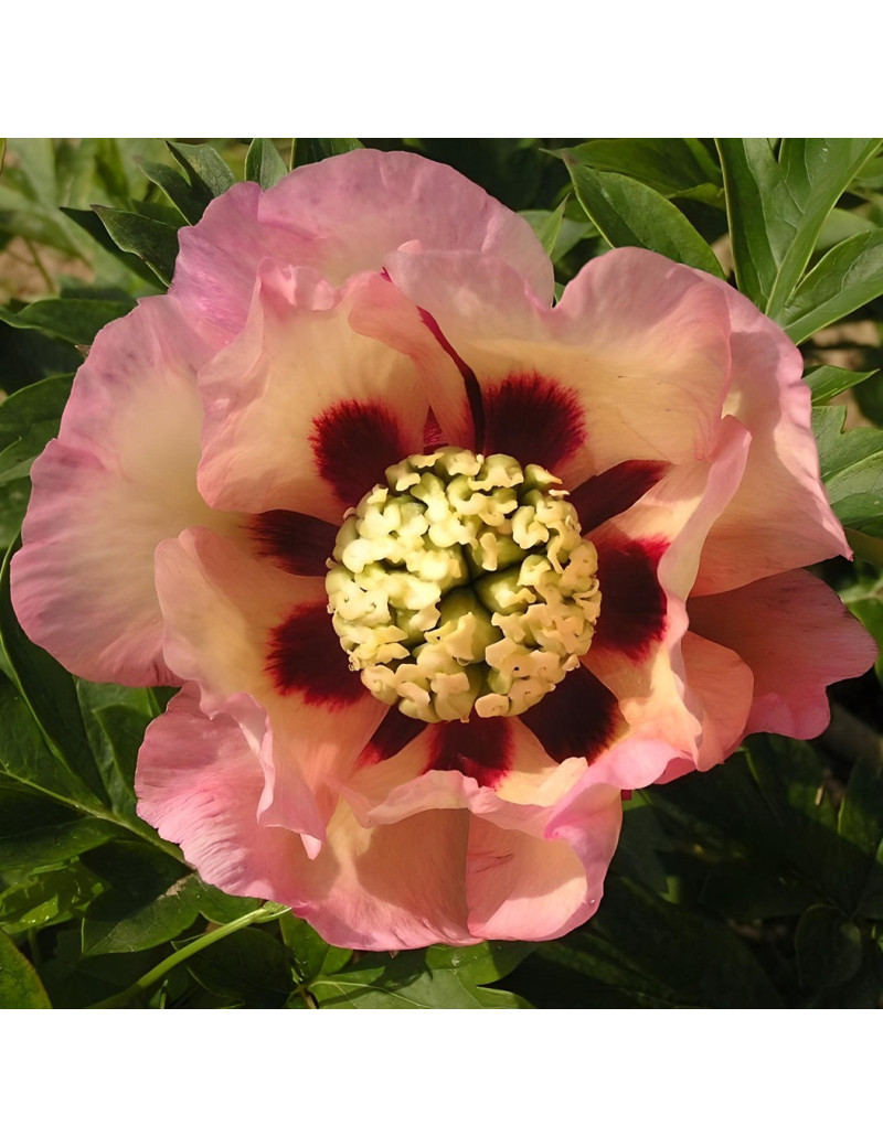 PAEONIA itoh PASTEL SPLENDOR - Pivoine PAEONIA itoh PASTEL SPLENDOR - Pivoine