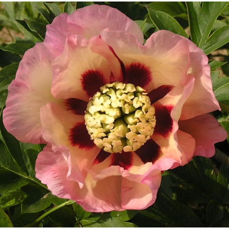 PAEONIA itoh PASTEL SPLENDOR - Pivoine