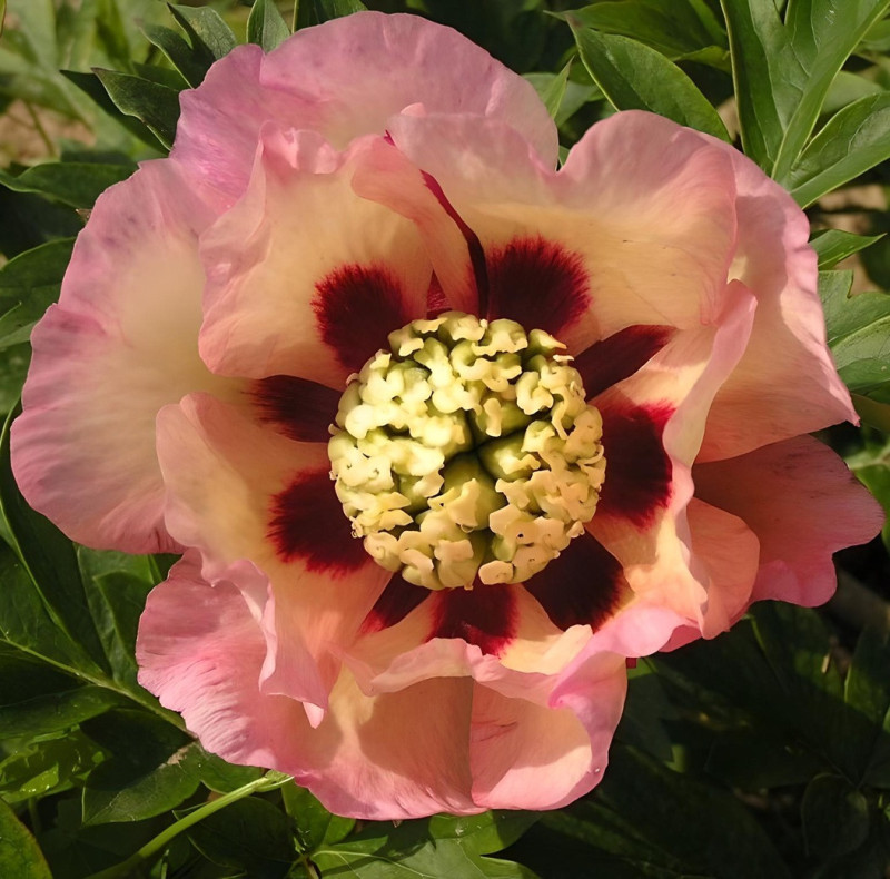 PAEONIA itoh PASTEL SPLENDOR - Pivoine