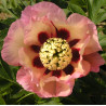 PAEONIA itoh PASTEL SPLENDOR - Pivoine