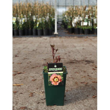 PAEONIA itoh PASTEL SPLENDOR - Pivoine En pot de 4-5 litres forme buisson