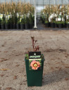 PAEONIA itoh PASTEL SPLENDOR - Pivoine En pot de 4-5 litres forme buisson