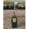 PAEONIA itoh PASTEL SPLENDOR - Pivoine En pot de 4-5 litres forme buisson