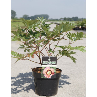 PAEONIA itoh PASTEL SPLENDOR - Pivoine En pot de 4-5 litres forme buisson