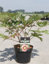 PAEONIA itoh PASTEL SPLENDOR - Pivoine En pot de 4-5 litres forme buisson