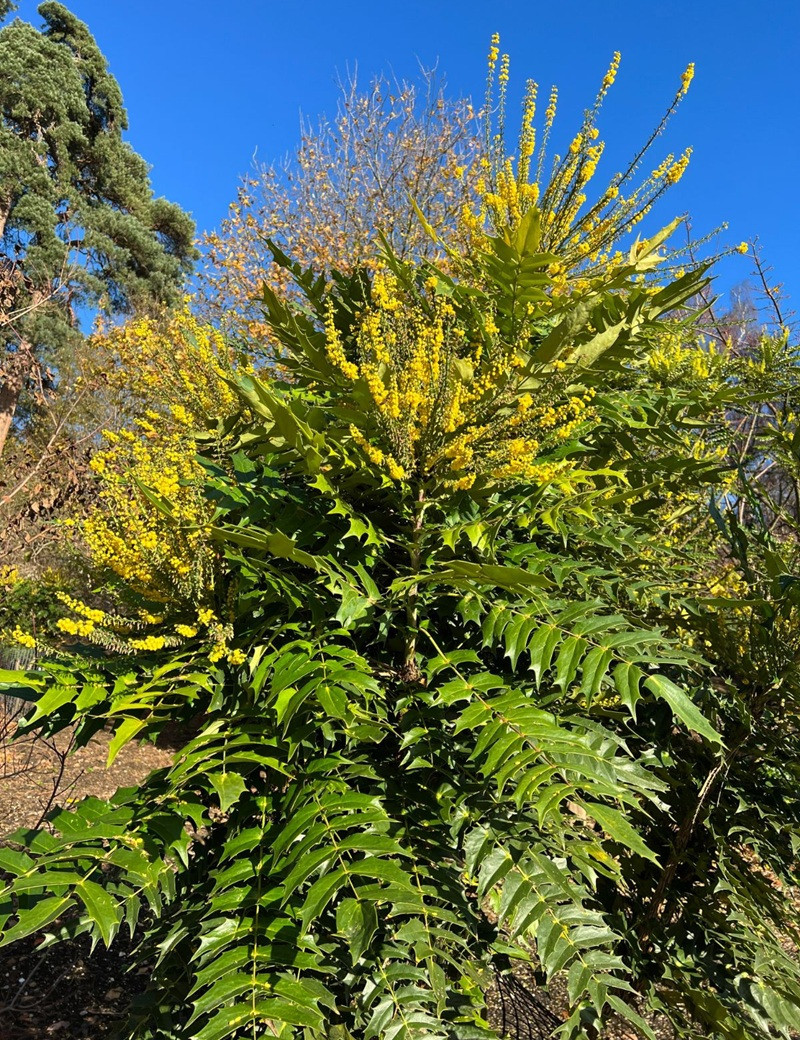 MAHONIA media CHARITY - Mahonia MAHONIA media CHARITY - Mahonia
