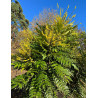 MAHONIA media CHARITY - Mahonia