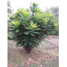 MAHONIA media CHARITY - Mahonia