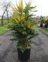mahonia-charity-mahonia-media-charity-2.jpg