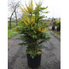 MAHONIA media CHARITY - Mahonia En pot de 25-30 litres buisson hauteur 080-100 cm