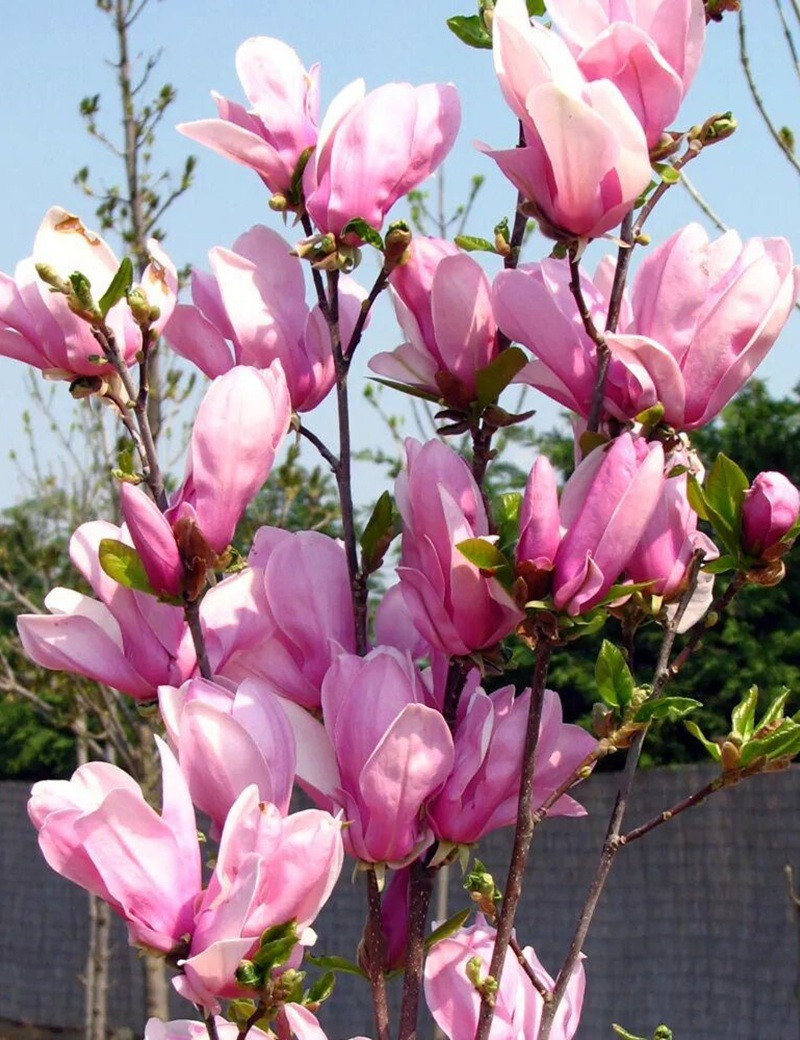 MAGNOLIA GEORGE HENRY KERN - Magnolier MAGNOLIA GEORGE HENRY KERN - Magnolier