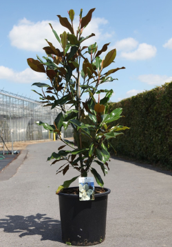 MAGNOLIA grandiflora KAY PARIS - Magnolier à grandes fleurs En pot de 25-30 litres hauteur 100-125 cm