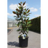 MAGNOLIA grandiflora KAY PARIS - Magnolier à grandes fleurs En pot de 25-30 litres hauteur 100-125 cm