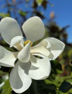 MAGNOLIA grandiflora KAY PARIS - Magnolier à grandes fleurs
