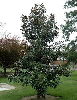 MAGNOLIA grandiflora KAY PARIS - Magnolier à grandes fleurs