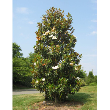 MAGNOLIA grandiflora GOLIATH - Magnolia à grandes fleurs