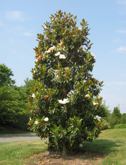 MAGNOLIA grandiflora GOLIATH - Magnolia à grandes fleurs