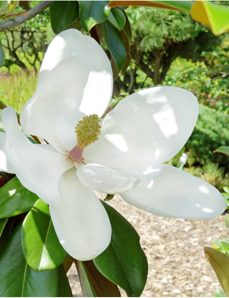 MAGNOLIA grandiflora GOLIATH - Magnolia à grandes fleurs MAGNOLIA grandiflora GOLIATH - Magnolia à grandes fleurs