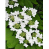 VIBURNUM plicatum SHASTA - Viorne
