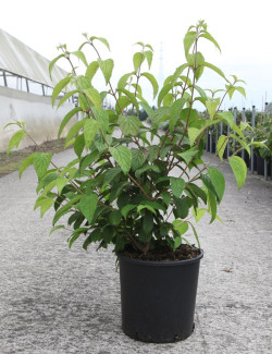 VIBURNUM plicatum SHASTA - Viorne En pot de 12-15 litres forme buisson hauteur 060-080 cm