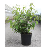 VIBURNUM plicatum SHASTA - Viorne En pot de 12-15 litres forme buisson hauteur 060-080 cm