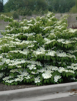 VIBURNUM plicatum SHASTA - Viorne