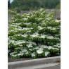 VIBURNUM plicatum SHASTA - Viorne