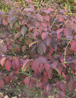 VIBURNUM plicatum SHASTA - Viorne