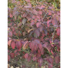 VIBURNUM plicatum SHASTA - Viorne