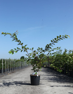 PRUNUS ROYAL FLAME® - Cerisier à fleurs En pot de 12-15 litres forme buisson hauteur 100-125 cm