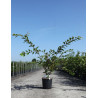 PRUNUS ROYAL FLAME® - Cerisier à fleurs En pot de 12-15 litres forme buisson hauteur 100-125 cm