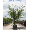 PRUNUS ROYAL FLAME® - Cerisier à fleurs En pot de 50-70 litres forme buisson hauteur 175-200 cm