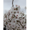PRUNUS ROYAL FLAME® - Cerisier à fleurs