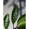 PRUNUS ROYAL FLAME® - Cerisier à fleurs