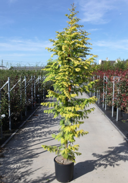 METASEQUOIA glyptostroboides AMBER GLOW® - Metaséquoia En pot de 15-20 litres hauteur 125-150 cm