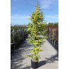 METASEQUOIA glyptostroboides AMBER GLOW® - Metaséquoia En pot de 15-20 litres hauteur 125-150 cm