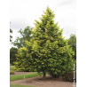 METASEQUOIA glyptostroboides AMBER GLOW® - Metaséquoia
