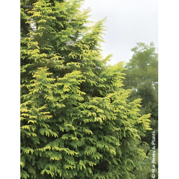 METASEQUOIA glyptostroboides AMBER GLOW® - Metaséquoia