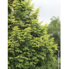 METASEQUOIA glyptostroboides AMBER GLOW® - Metaséquoia