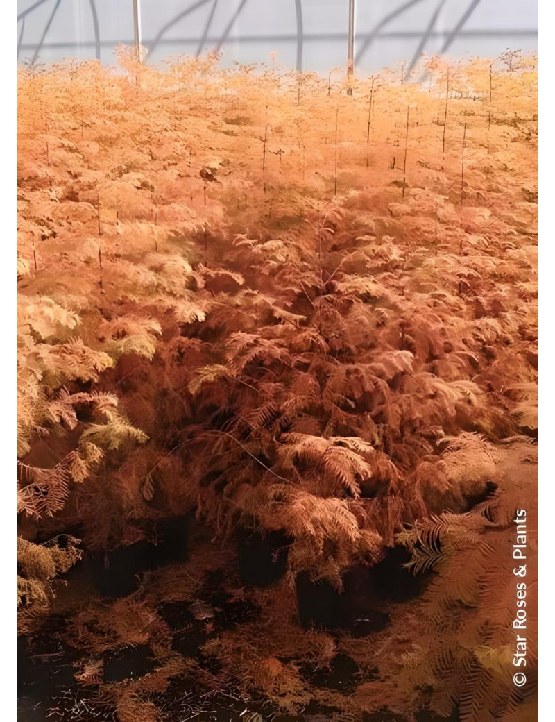 METASEQUOIA glyptostroboides AMBER GLOW® - Metaséquoia METASEQUOIA glyptostroboides AMBER GLOW® - Metaséquoia