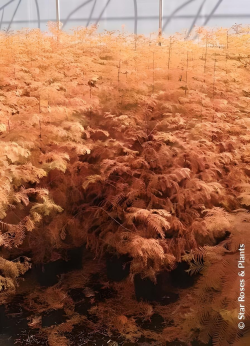 METASEQUOIA glyptostroboides AMBER GLOW® - Metaséquoia