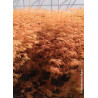 METASEQUOIA glyptostroboides AMBER GLOW® - Metaséquoia