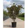 CORNUS kousa BENI-FUJI - Cornouiller à fleurs En pot de 15-20 litres forme buisson hauteur 100-125 cm