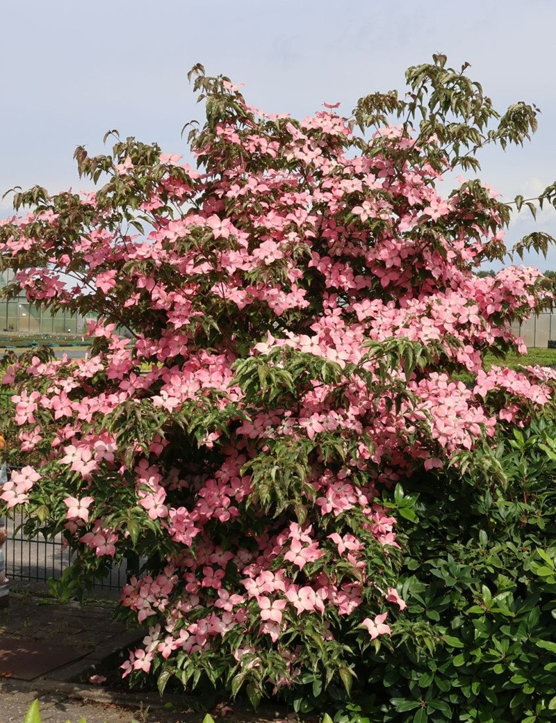 CORNUS kousa BENI-FUJI - Cornouiller à fleurs CORNUS kousa BENI-FUJI - Cornouiller à fleurs