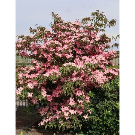 CORNUS kousa BENI-FUJI - Cornouiller à fleurs