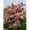 CORNUS kousa BENI-FUJI - Cornouiller à fleurs