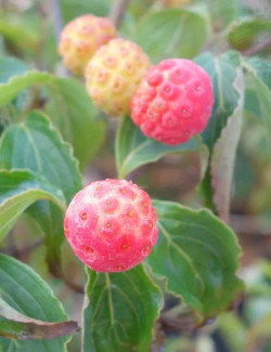 CORNUS kousa BENI-FUJI - Cornouiller à fleurs